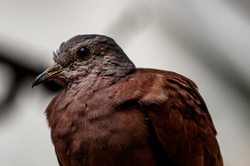 Bird dove