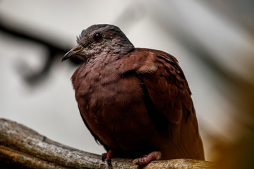 Bird dove