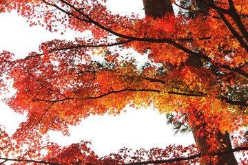 日本の紅葉　須賀川牡丹園