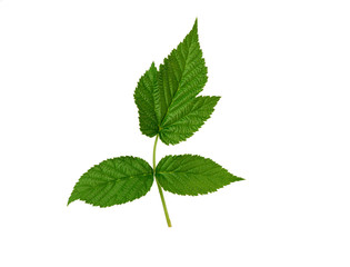 Naklejka na ściany i meble raspberry branch with a green stem and leaves on a white background
