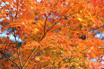 日本の紅葉　須賀川牡丹園