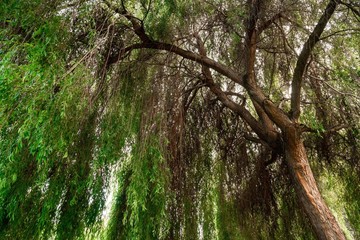 Willow Tree. Vancouver Island, British Columbia, Canada.