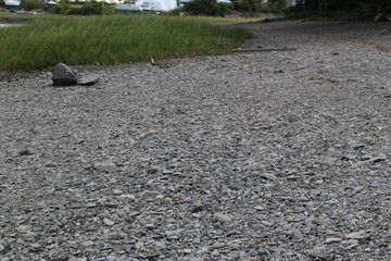 Salt Marsh