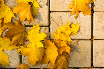 Obraz premium Urban Autumn landscape - yellow autumn leaves on paving tile