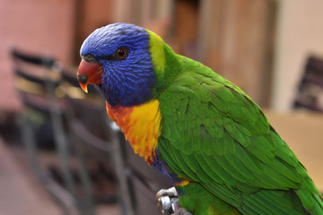 Rainbow lorikeet at cafe in city
