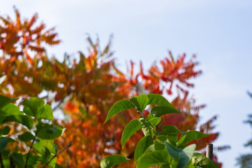 Autumn urban landscape on a Sunny day - yellow autumn trees in the Park, colorful red and orange leaves, and bright sky with clouds