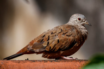 Bird dove