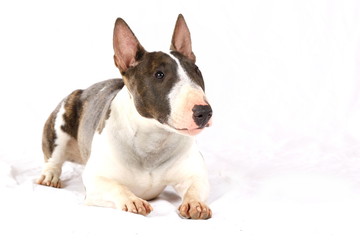 Bullterrier schaut auf - Studio mit weißem Hintergrund