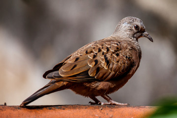Bird dove
