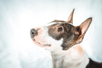 Bullterrier - Studio vor weißem Hintergrund