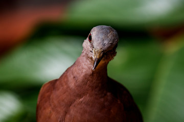 Bird dove