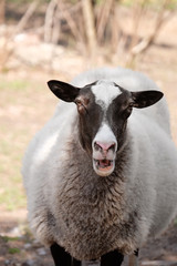 Cute funny sheep on farm