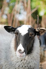 Cute funny sheep on farm