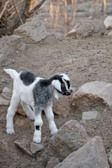 Cute little goat on farm