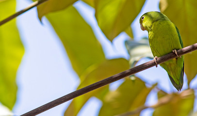 Tuim - Aves do cerrado