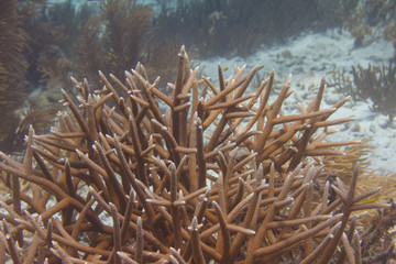 Naklejka na ściany i meble Critically Endangered Staghorn Coral