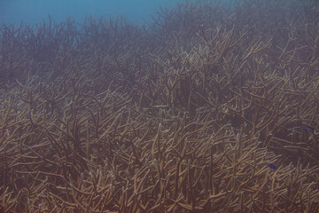 Fototapeta na wymiar Critically Endangered Staghorn Coral