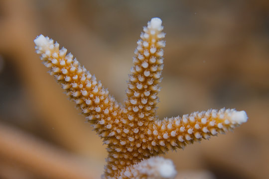 Critically Endangered Staghorn Coral