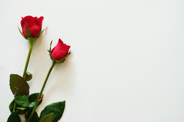 Obraz premium red rose on white background