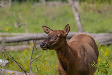 Young elk - wapity with antlers velvet ,nature and conservation area