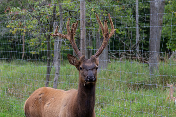Young elk - wapity with antlers velvet ,nature and conservation area