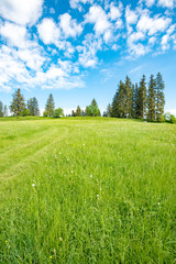 Zartgrüne Bergwiese im Allgäu im Frühjahr