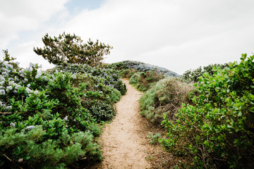 Fototapeta na wymiar Pathway with green brush leading to the ocean