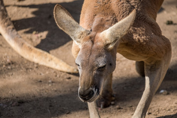 Red Kangaroo 
