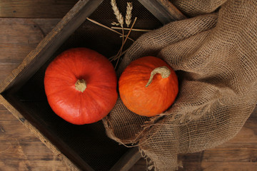 wo beautiful orange pumpkin lies in a wooden box with a rusty net, old bag, grunge, concept, close-up, copy space
