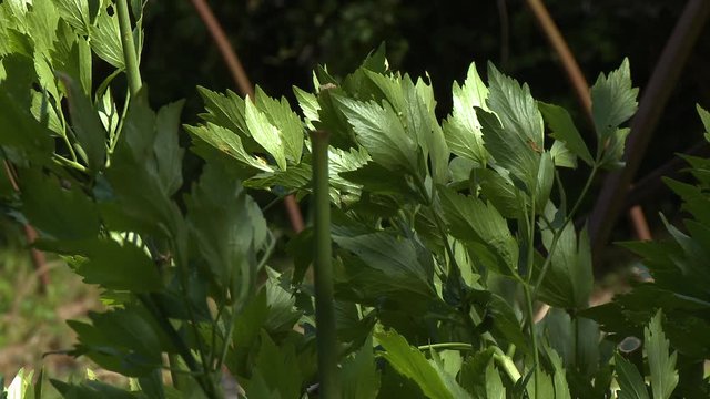 Steady, medium close up shot of fresh basil plant leaves.