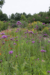butterfly garden at parris n glendening farm at jug bay wetlands sanctuary