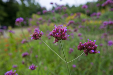butterfly garden at parris n glendening farm at jug bay wetlands sanctuary