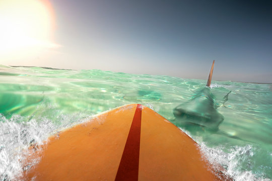 shark attacks surfer while surfing near the shore