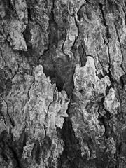 Black and White Tree Bark Closeup