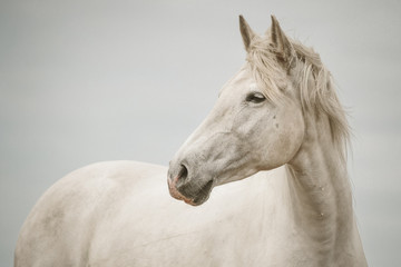 Portrait weißes Pferd vor weißem Hintergrund