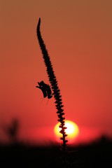 Grass Hoppers silhouette at Sunset with red Sky.