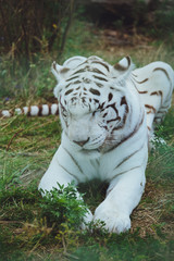 Fototapeta na wymiar Beautiful bengal tiger lies close-up