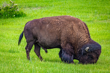 American Bison Grazing