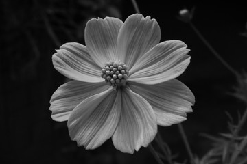 white flower on black background