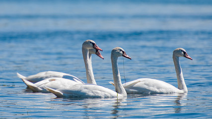 White swans
