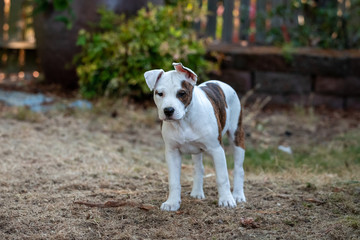 Puppy Dog Standing