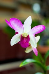 White pink orchid on green background