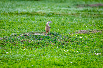 Prairie Dog Town