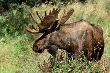 Alaska bull moose