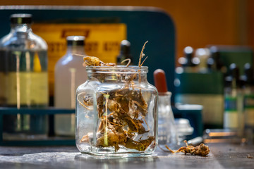 Dead, Decayed, Mummified Mouse Skeletons in a Jar, in background Lab Testing Equipment