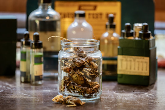 Dead, Decayed, Mummified Mouse Skeletons in a Jar, in background Lab Testing Equipment