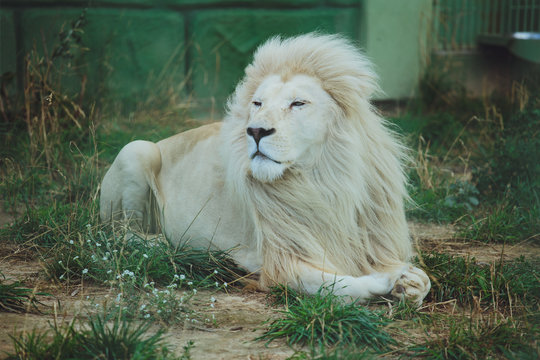 Cute beautiful white lion lies on the nature in the grass.