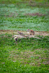 Prairie Dog Town