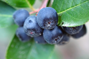 Chokeberry or chokeberry selective focus. Ripe aronia berries close up. Autumn harvest season.