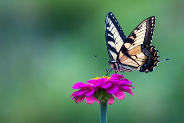 zebra swallowtail butterly